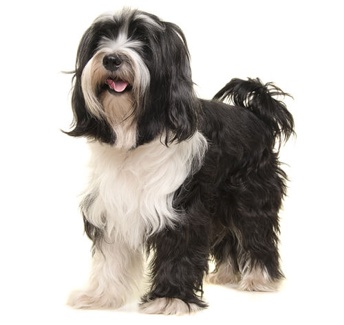 Tibetan Terrier Dog Breed Information Purina